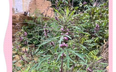 探秘“老古花根”：民间草药中的神秘角色