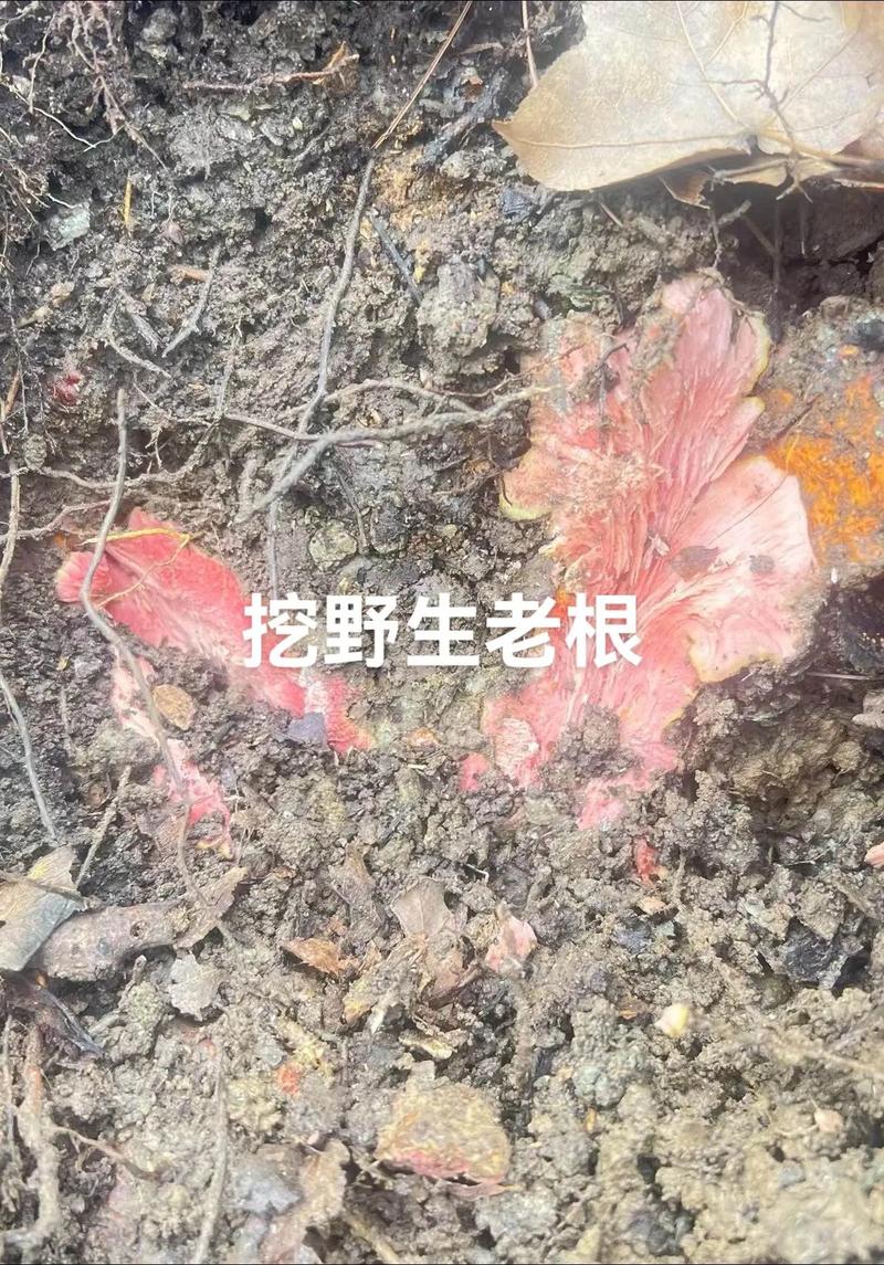 三、药用常识：传统记载中的模糊用途（仅供了解）