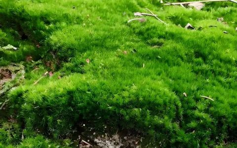 苔藓植物依靠什么吸收水分？