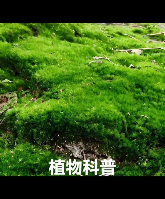 苔藓植物依靠什么吸收水分？