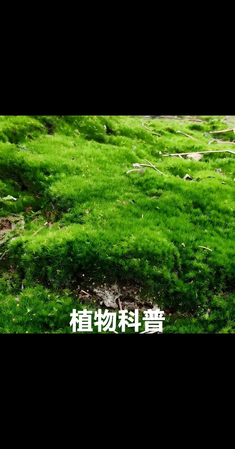 苔藓植物依靠什么吸收水分? 苔藓的特殊结构