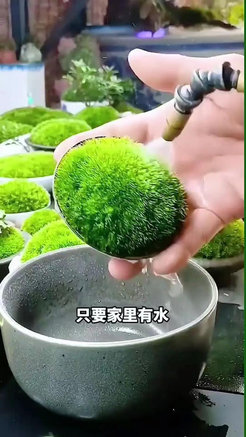 苔藓植物依靠什么吸收水分? 园艺养护建议