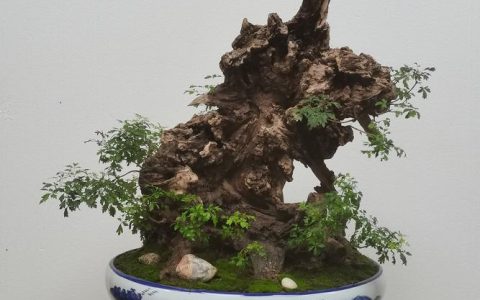 黄荆盆景为啥没人养？掌握这4点养护技巧，轻松养出老桩盆景