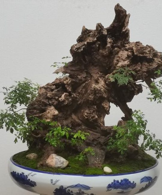 黄荆盆景为啥没人养？掌握这4点养护技巧，轻松养出老桩盆景