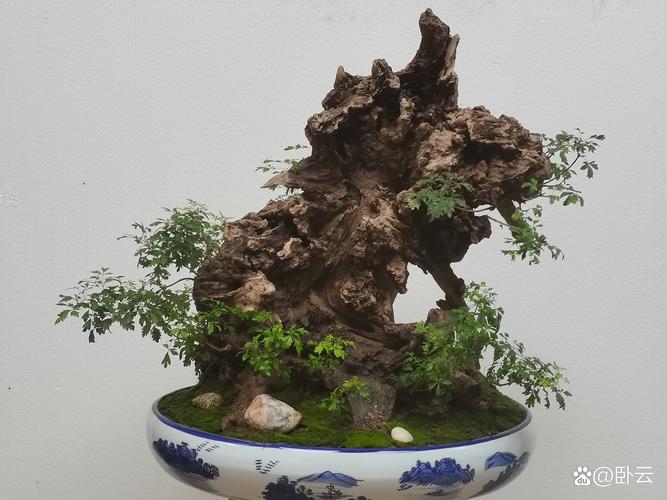 黄荆盆景为啥没人养?掌握这4点养护技巧,轻松养出老桩盆景 黄荆盆景为啥没人养?掌握这4点养护技巧,轻松养出老桩盆景