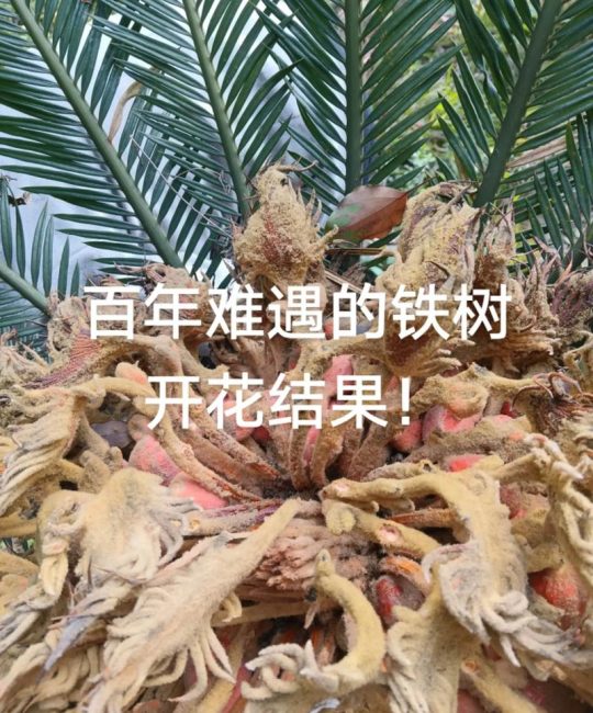 铁树果有什么用？从观赏到药用，一文说清