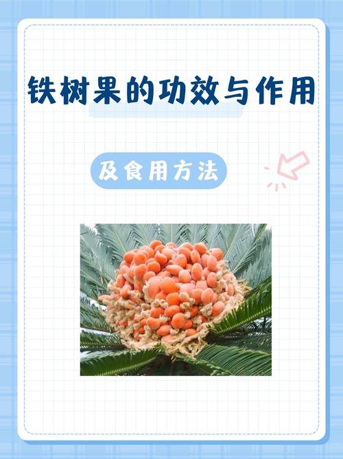 铁树果有什么用?从观赏到药用,一文说清 总结:辩证看待铁树果