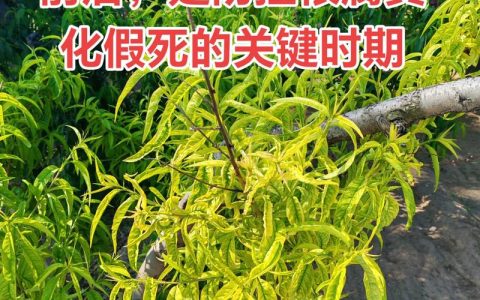 桃膨果期怎么施肥？家庭桃树养护全攻略