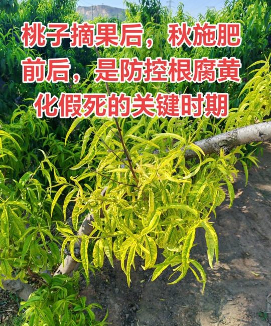 桃膨果期怎么施肥？家庭桃树养护全攻略