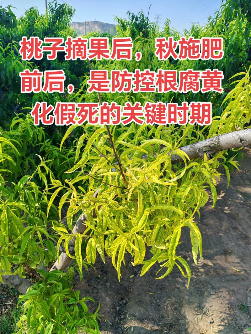 桃膨果期怎么施肥?家庭桃树养护全攻略 浇水:膨果期水分要稳定,避免忽干忽湿