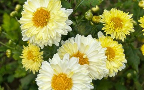 菊花是什么时候开放？解密经典秋花的花期与养护全攻略