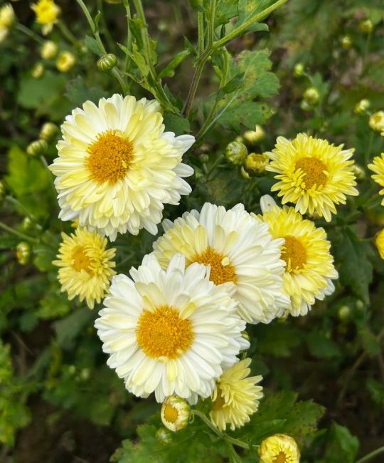 菊花是什么时候开放？解密经典秋花的花期与养护全攻略