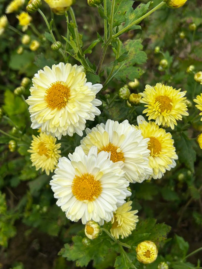菊花是什么时候开放?解密经典秋花的花期与养护全攻略 菊花是什么时候开放?解密经典秋花的花期与养护全攻略