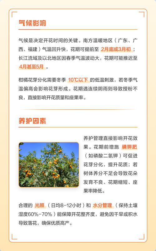 二、影响盆栽桔子树开花结果的4大核心因素