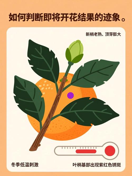 三、促花促果养护4步法（时间线操作）