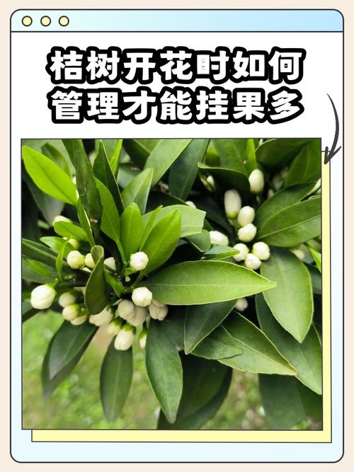 四、不开花不结果常见原因诊断表