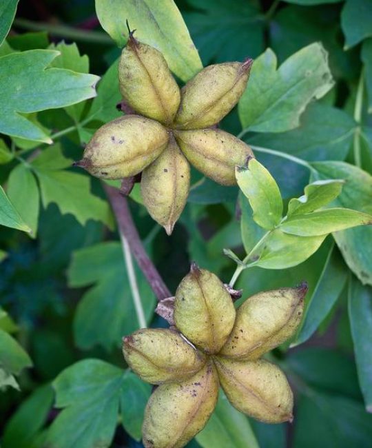 牡丹种子怎么催芽？家庭苗圃必备的低温层积与精准温控技术