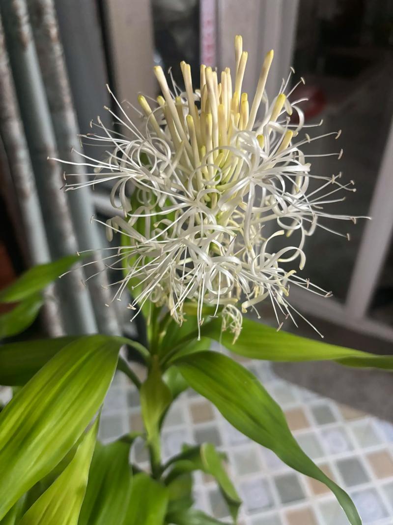 有开花的富贵竹吗?揭秘花期、促花技巧与不开花原因 影响开花的关键因素(含具体参数)