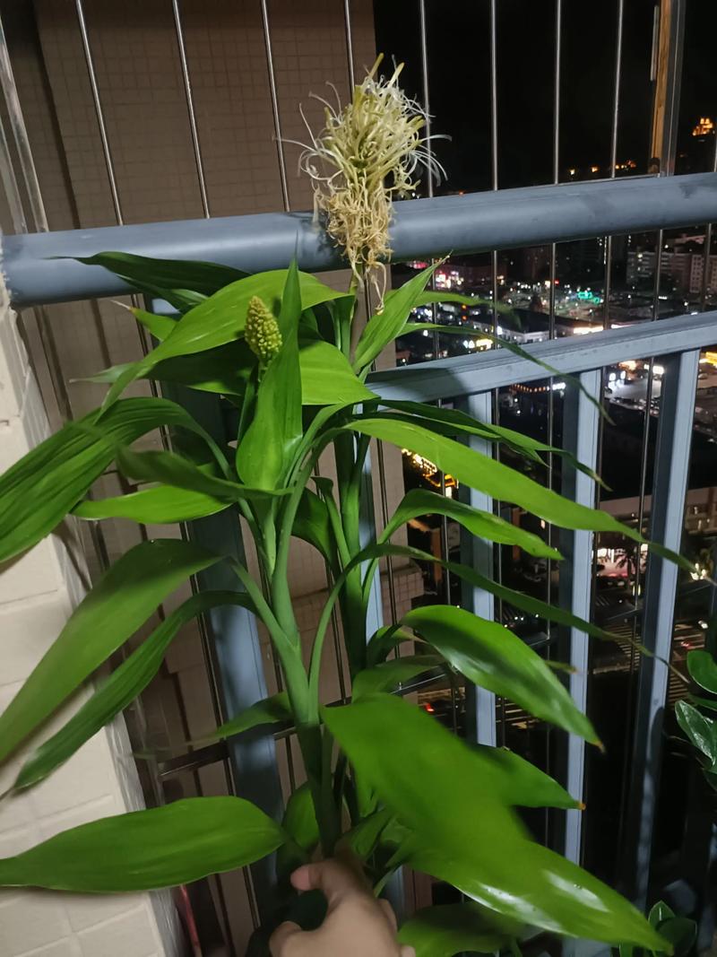 有开花的富贵竹吗?揭秘花期、促花技巧与不开花原因 促花养护步骤(含操作细节)