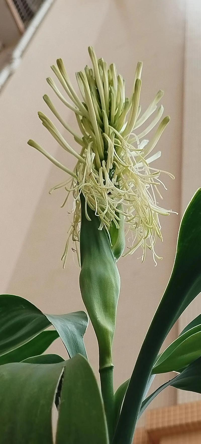 有开花的富贵竹吗?揭秘花期、促花技巧与不开花原因 不开花常见原因与解决(结构化列表)