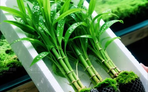 金鱼缸配什么水草最好养？沉水植物参数与搭配方案