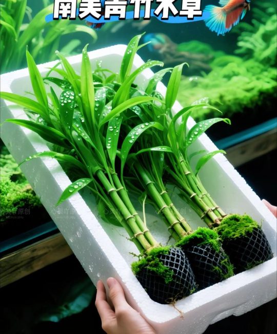 金鱼缸配什么水草最好养？沉水植物参数与搭配方案