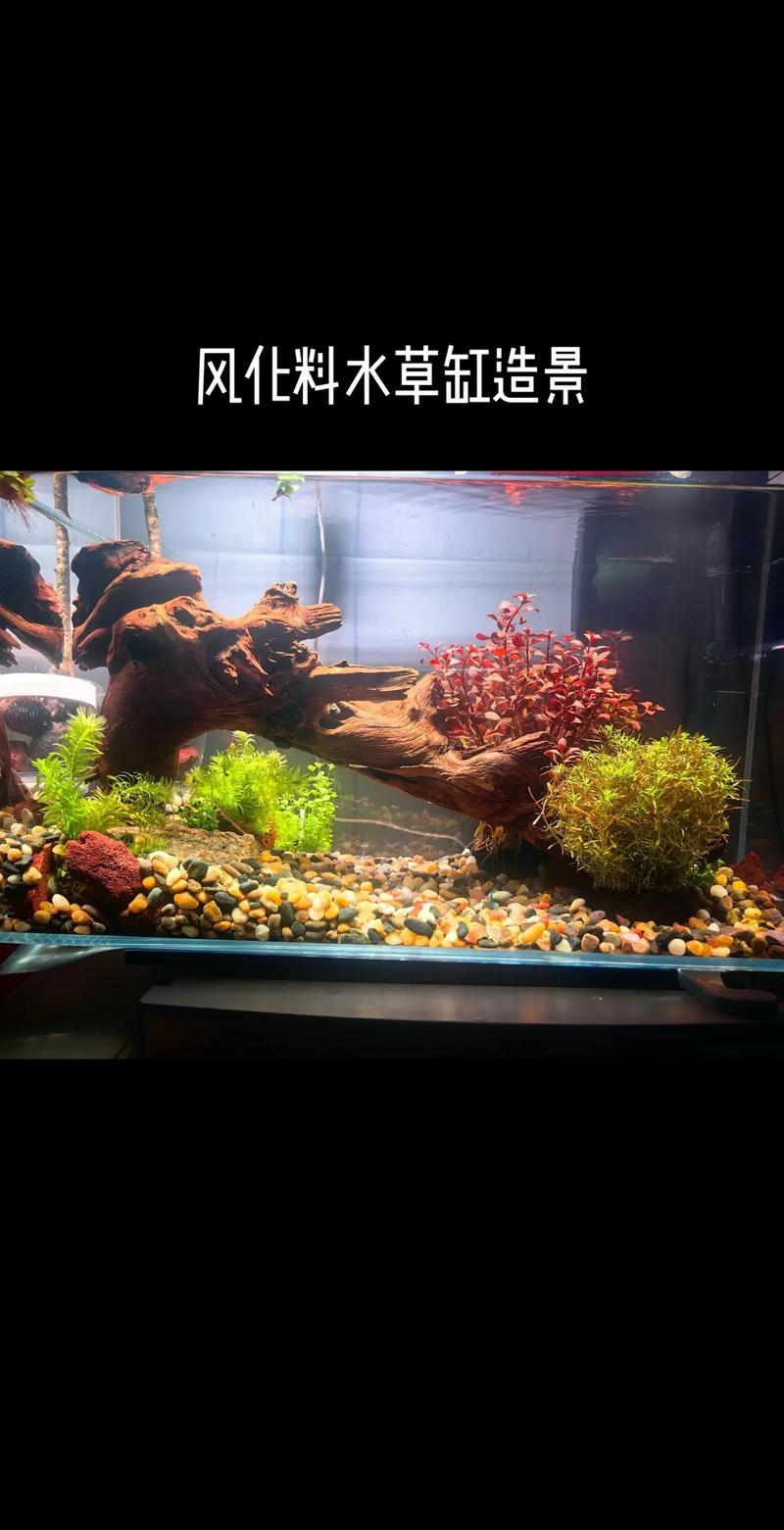金鱼缸配什么水草最好养?沉水植物参数与搭配方案 种植与养护全流程(操作步骤)