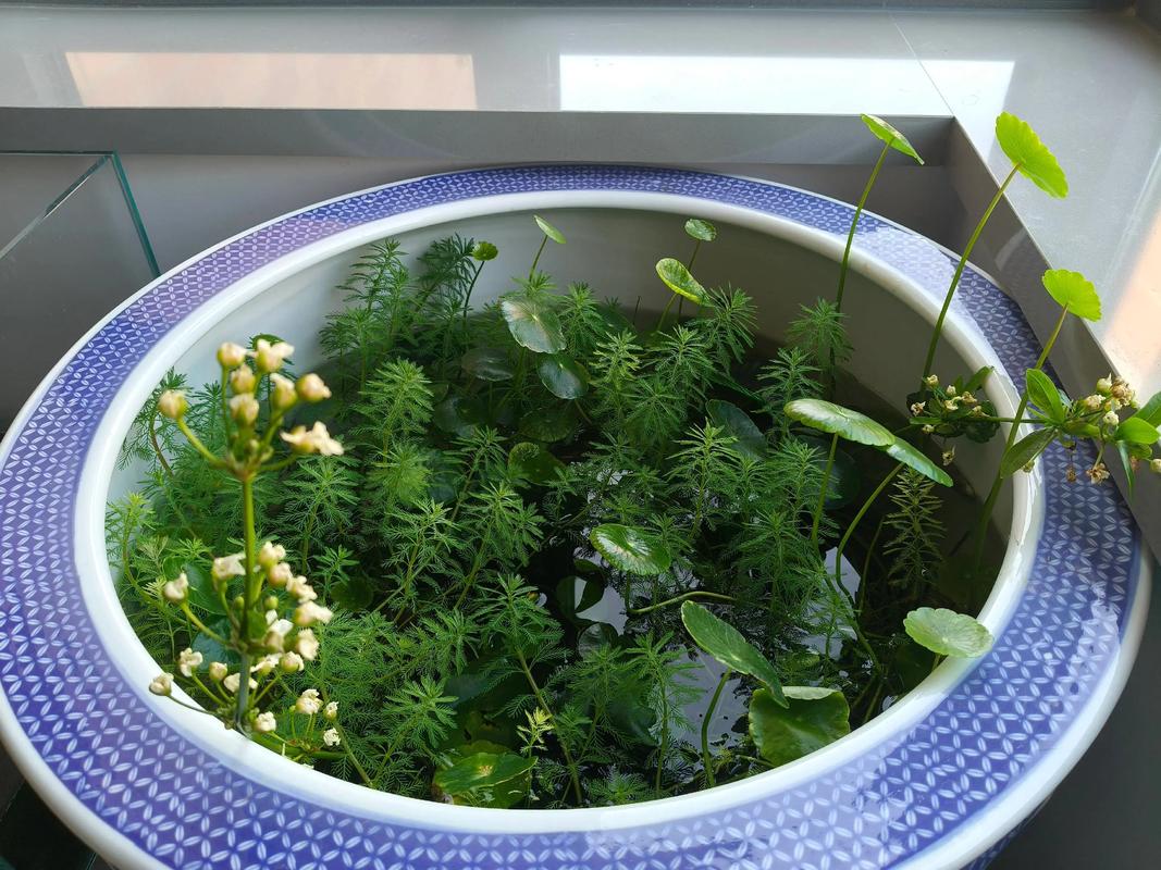 金鱼缸配什么水草最好养?沉水植物参数与搭配方案 常见问题FAQ