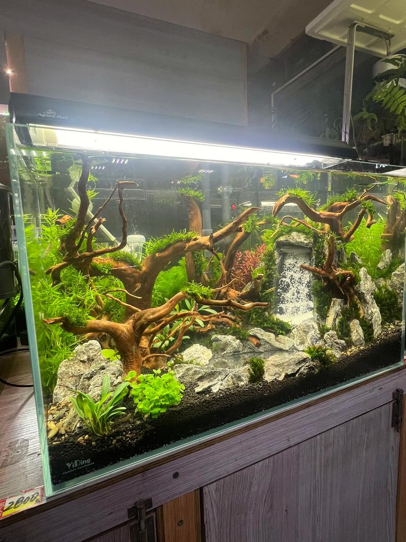 金鱼缸配什么水草最好养?沉水植物参数与搭配方案 常见错误与避坑清单