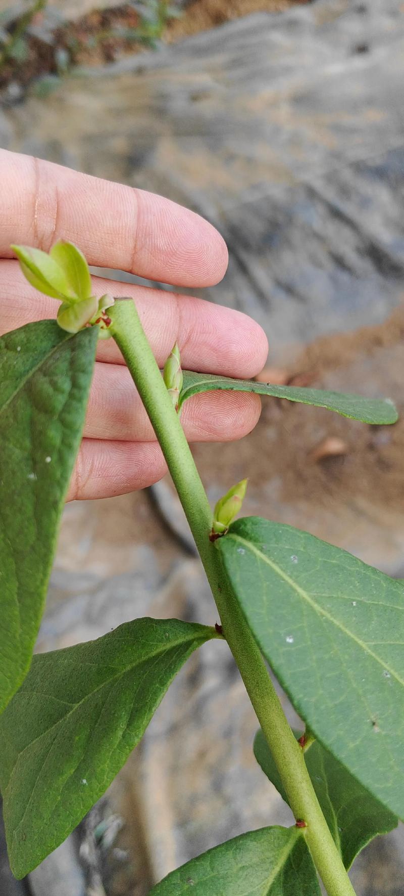 蓝莓修剪技术图解示意图:家庭种植如何修剪才能高产稳产? 蓝莓修剪技术图解示意图:家庭种植如何修剪才能高产稳产?