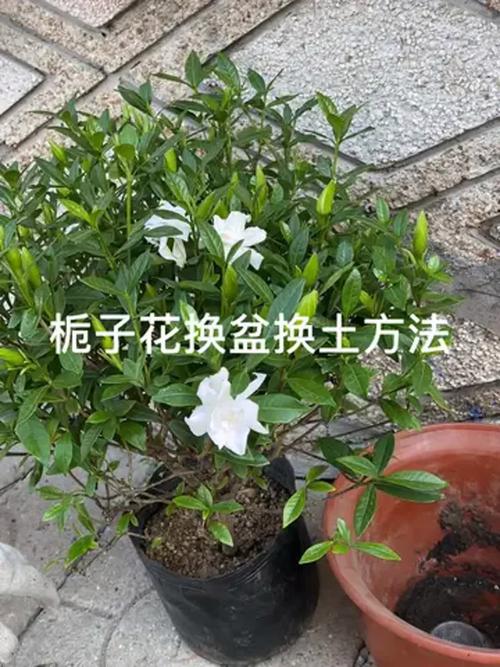 栀子花需要什么土养殖?土壤配制全攻略 推荐的土壤配方