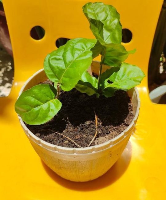 茉莉花怎么养根系？掌握这六步，养出强健大白根