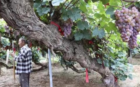葡萄树一年能长多少米？藤本与矮化品种生长速度及种植全攻略