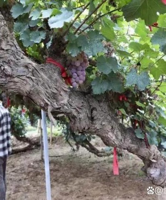 葡萄树一年能长多少米？藤本与矮化品种生长速度及种植全攻略