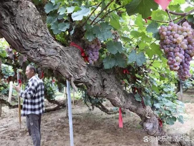 葡萄树一年能长多少米?藤本与矮化品种生长速度及种植全攻略 葡萄树一年能长多少米?藤本与矮化品种生长速度及种植全攻略