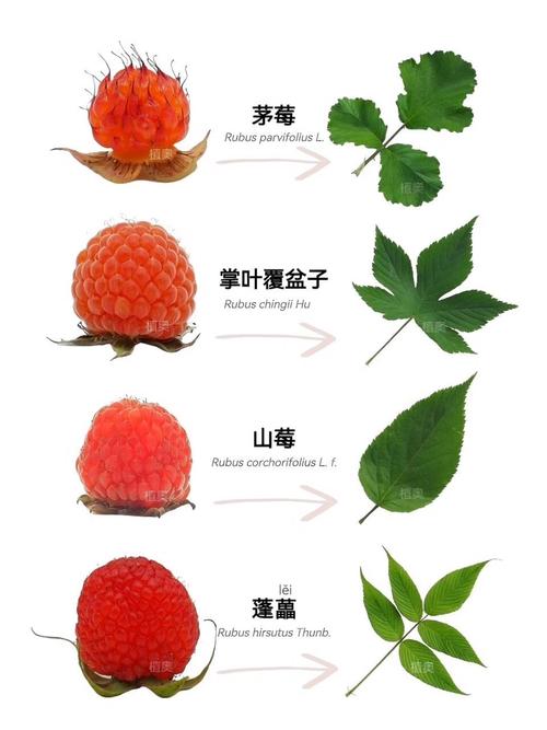 树莓和覆盆子怎么区分?一篇让你彻底搞懂的6维对比指南 逻辑解释与关键差异详解