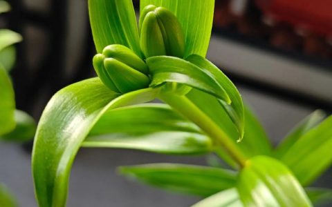 为什么家里不能养百合花？科学种植与安全替代指南
