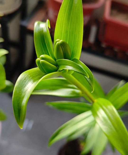 为什么家里不能养百合花？科学种植与安全替代指南