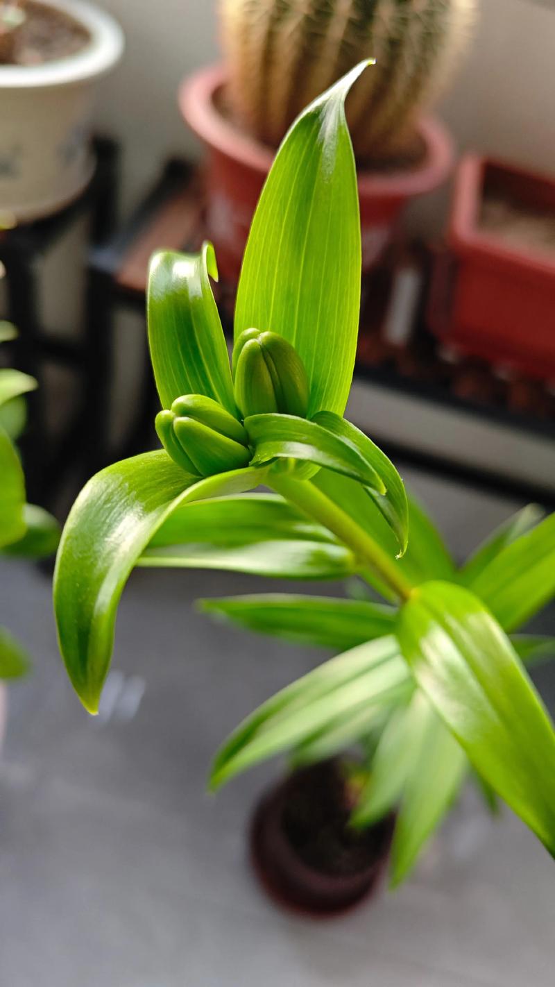 为什么家里不能养百合花?科学种植与安全替代指南 为什么家里不能养百合花?科学种植与安全替代指南