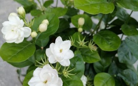 茉莉花是什么样子？详解茉莉花的形态特征与识别要点