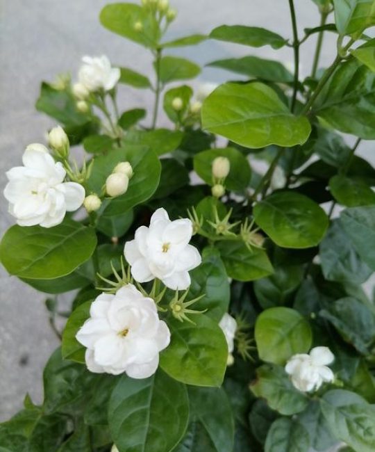 茉莉花是什么样子？详解茉莉花的形态特征与识别要点