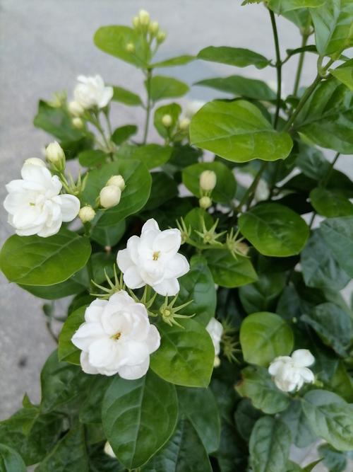 茉莉花是什么样子?详解茉莉花的形态特征与识别要点 茉莉花是什么样子?详解茉莉花的形态特征与识别要点