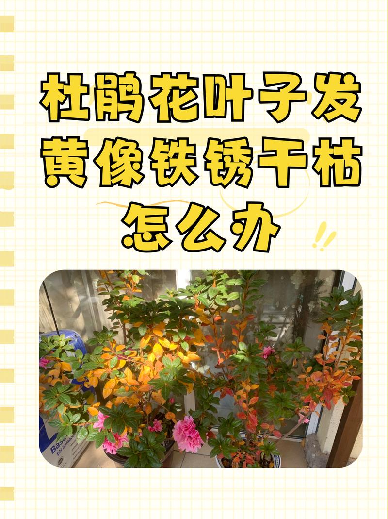 杜鹃花叶子黄了干了怎么救治?掌握这几点,让植株重焕生机 第五步:科学施肥,防止肥害