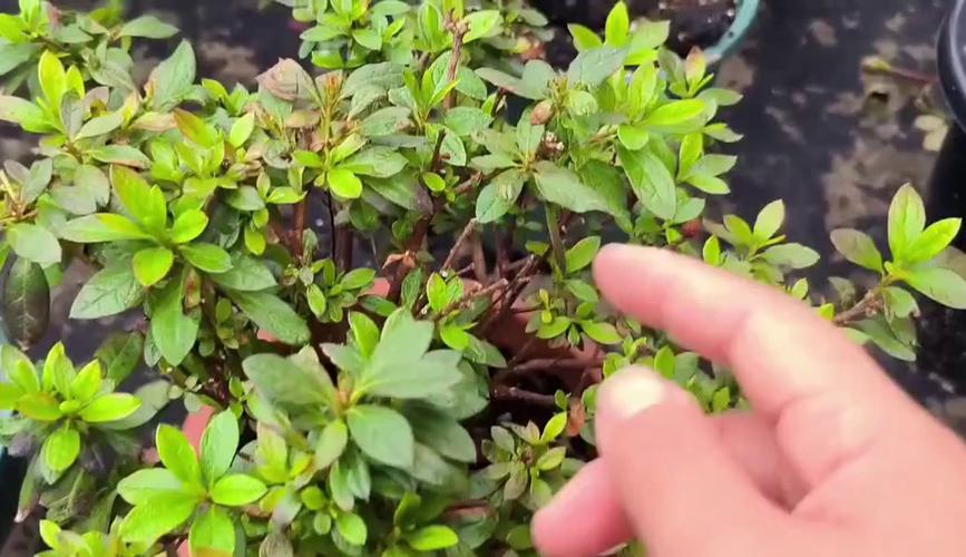 杜鹃花叶子黄了干了怎么救治?掌握这几点,让植株重焕生机 总结