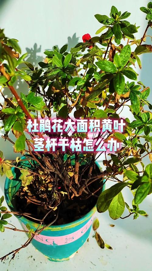 杜鹃花叶子黄了干了怎么救治?掌握这几点,让植株重焕生机 第六步:及时修剪,减少消耗