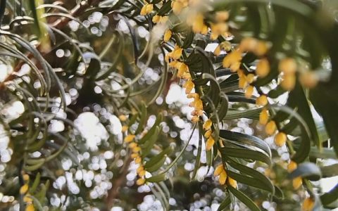 红豆杉有毒吗？揭秘食用、药用功效与安全禁忌