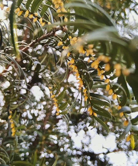 红豆杉有毒吗？揭秘食用、药用功效与安全禁忌