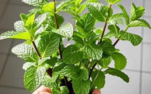 盆栽薄荷的种植方法：从选种到爆盆的实操指南