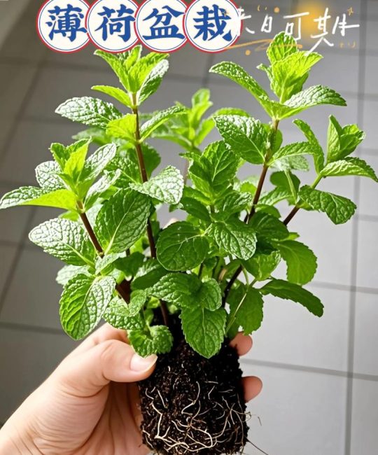 盆栽薄荷的种植方法：从选种到爆盆的实操指南