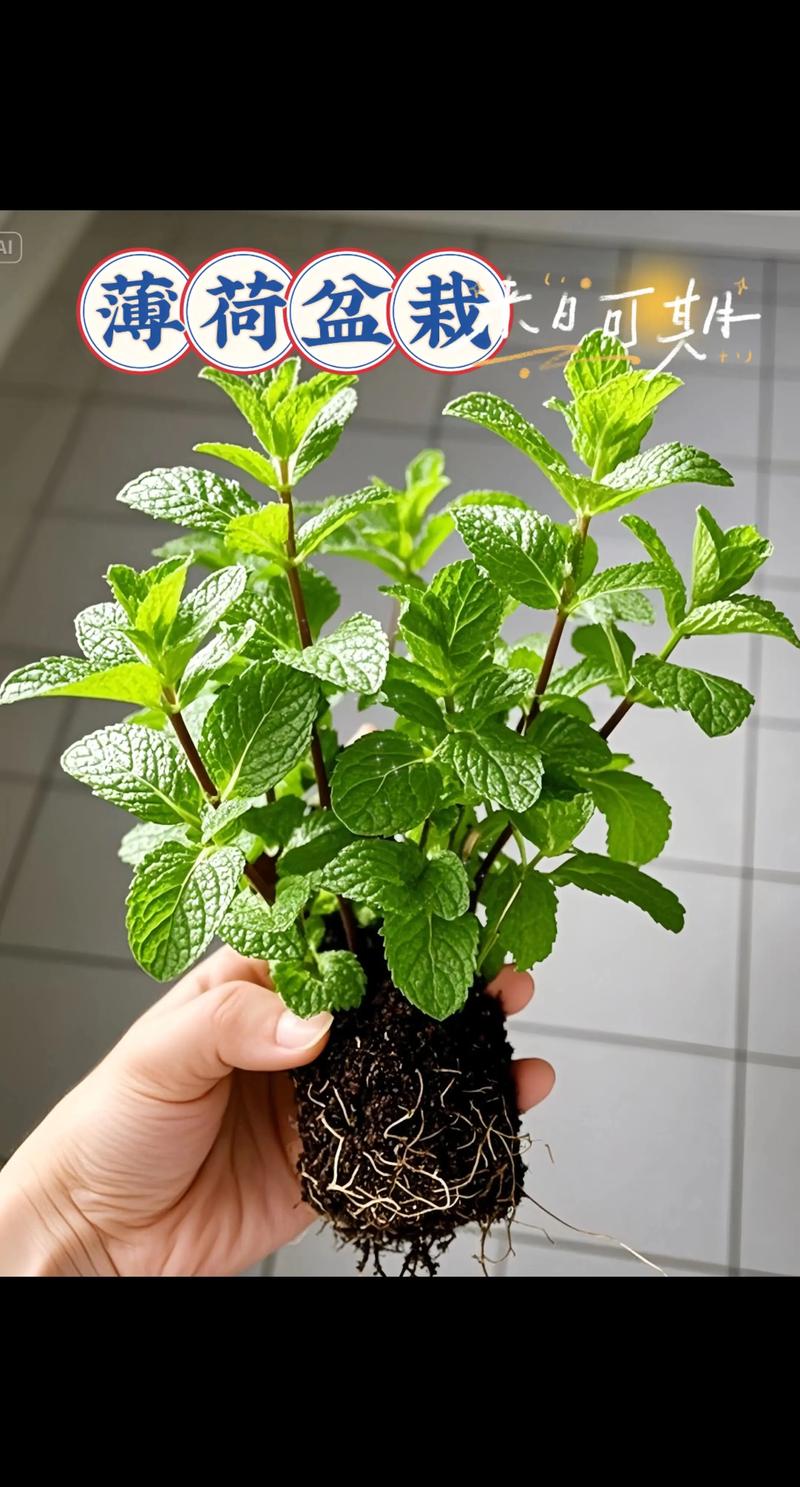 盆栽薄荷的种植方法:从选种到爆盆的实操指南 盆栽薄荷的种植方法:从选种到爆盆的实操指南